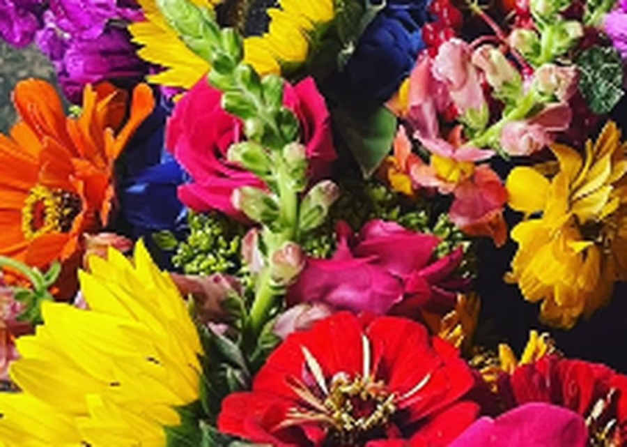 Bright mixed arrangement of sunflowers, zinnias and roses in saturated color